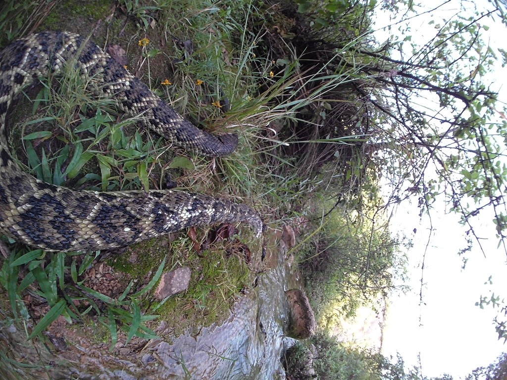 Cascabel tropical del pacífico (Crotalus culminatus)