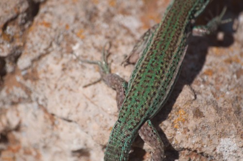 Ibiza wall lizard (Podarcis pityusensis)