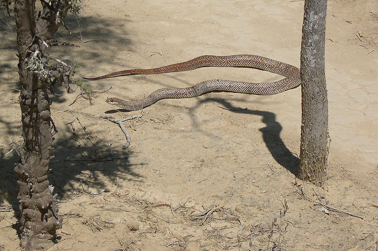 Malagasy hognose snakes (Leioheterodon)