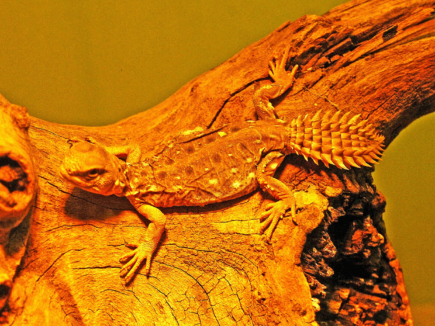 Dabb lizards (Uromastyx)