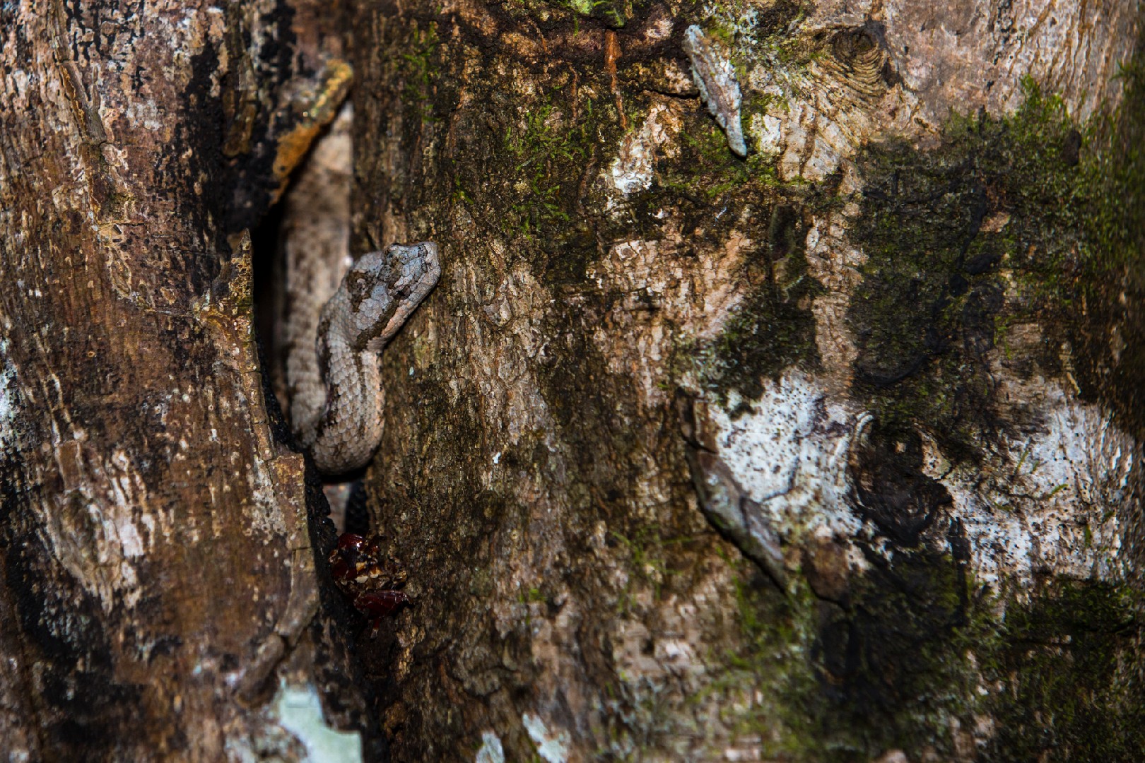 West indian wood snakes (Tropidophis)