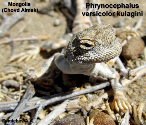 Mongolischer krötenkopf (Phrynocephalus versicolor)