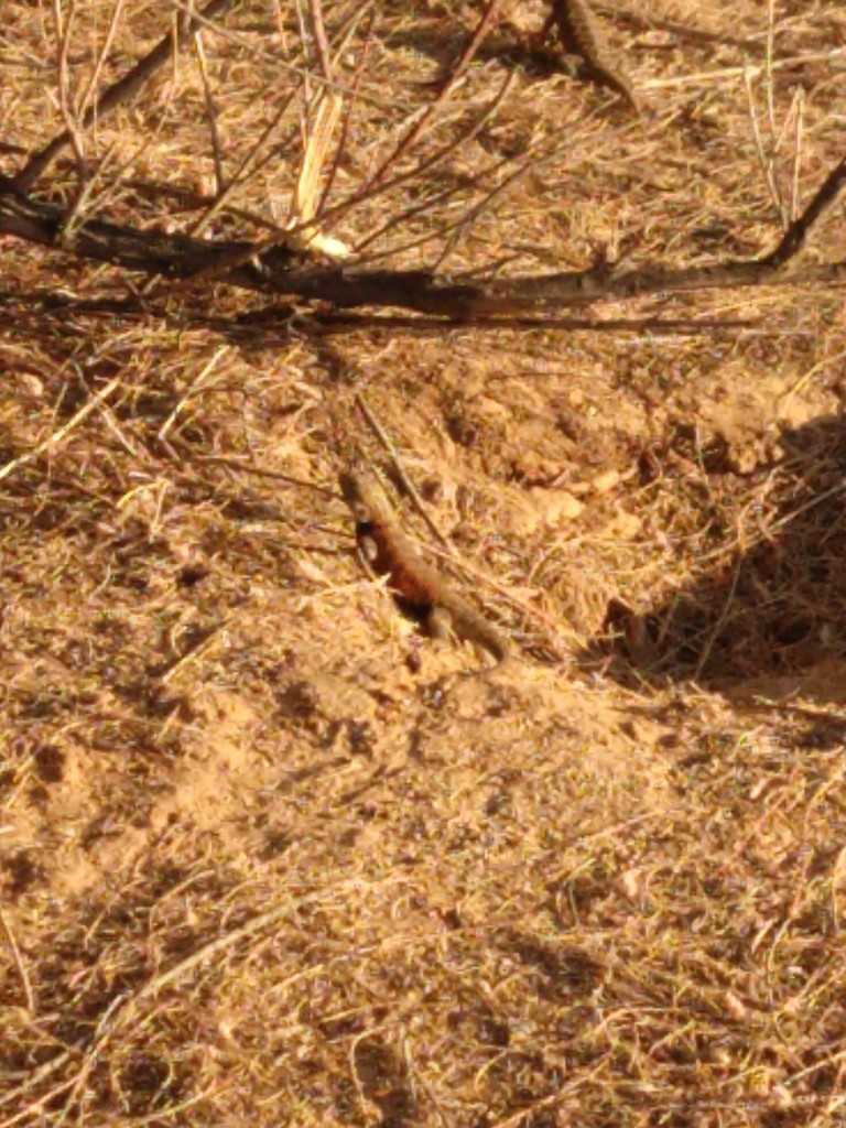 Sceloporus magister cephaloflavus (Sceloporus magister cephaloflavus)