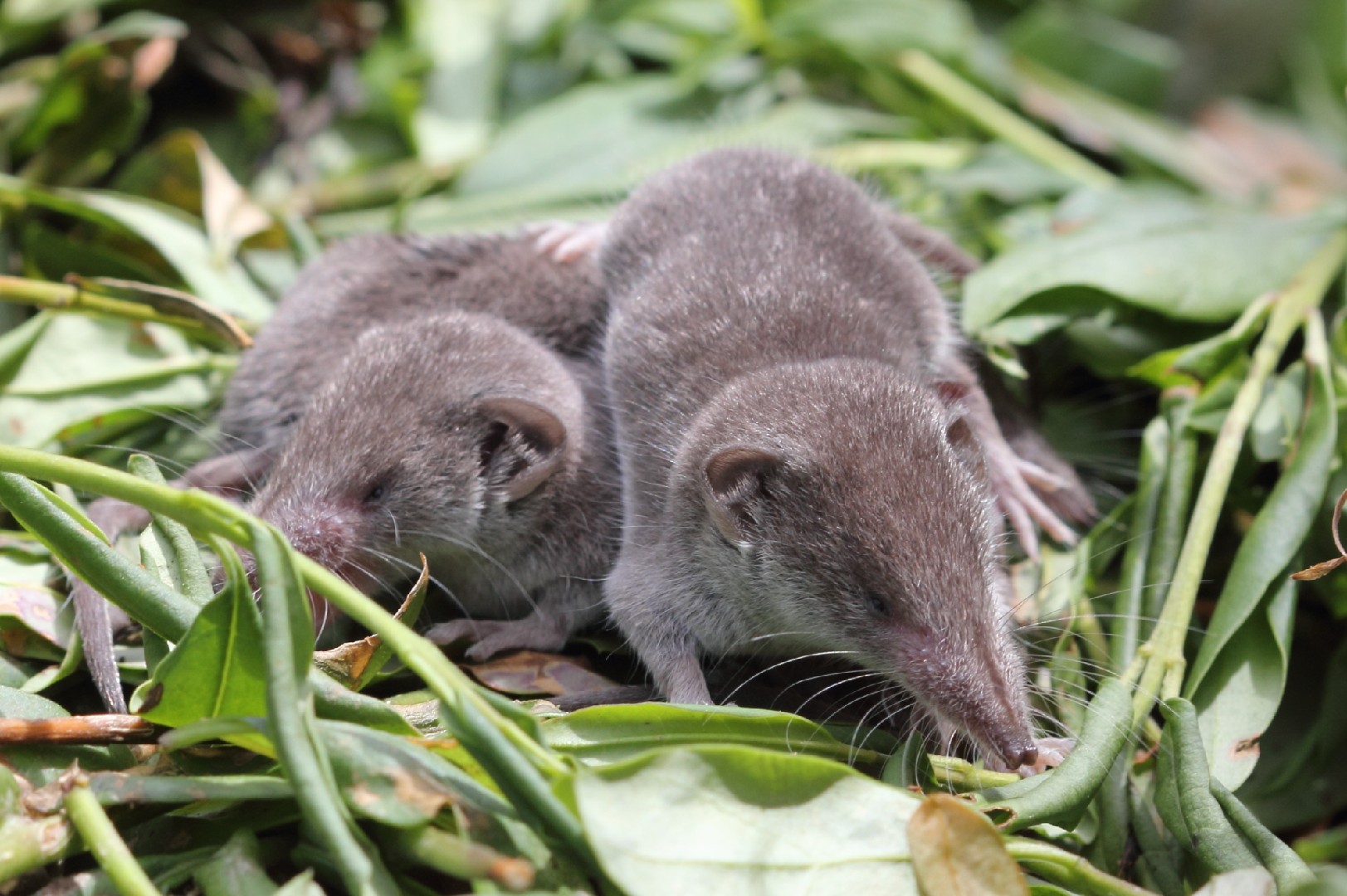 Greater white-toothed shrew (Crocidura russula)