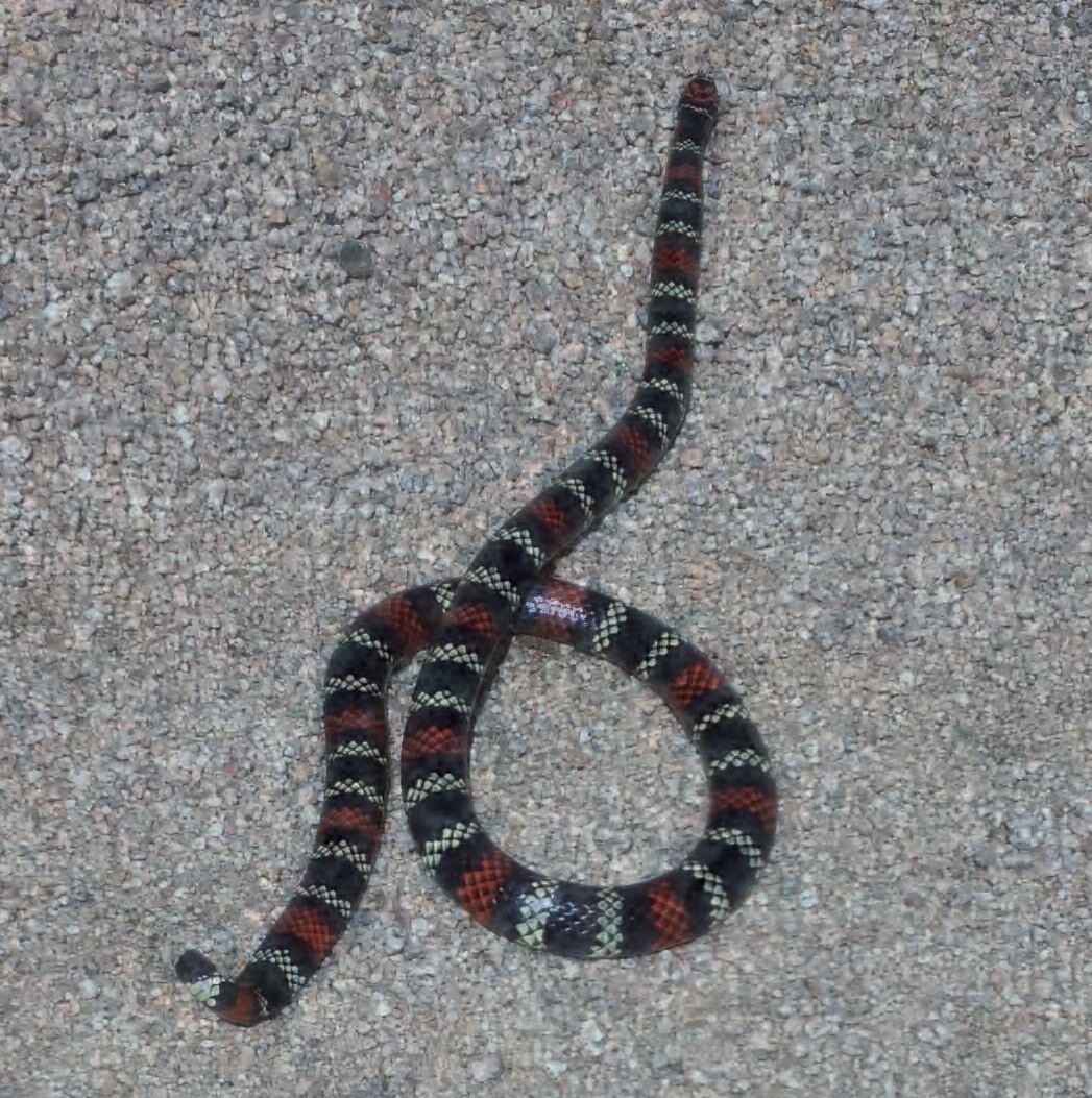 Coralillo uruguaya (Micrurus altirostris)