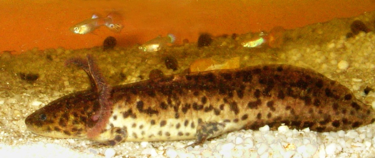 Local mexican name (Ambystoma andersoni)