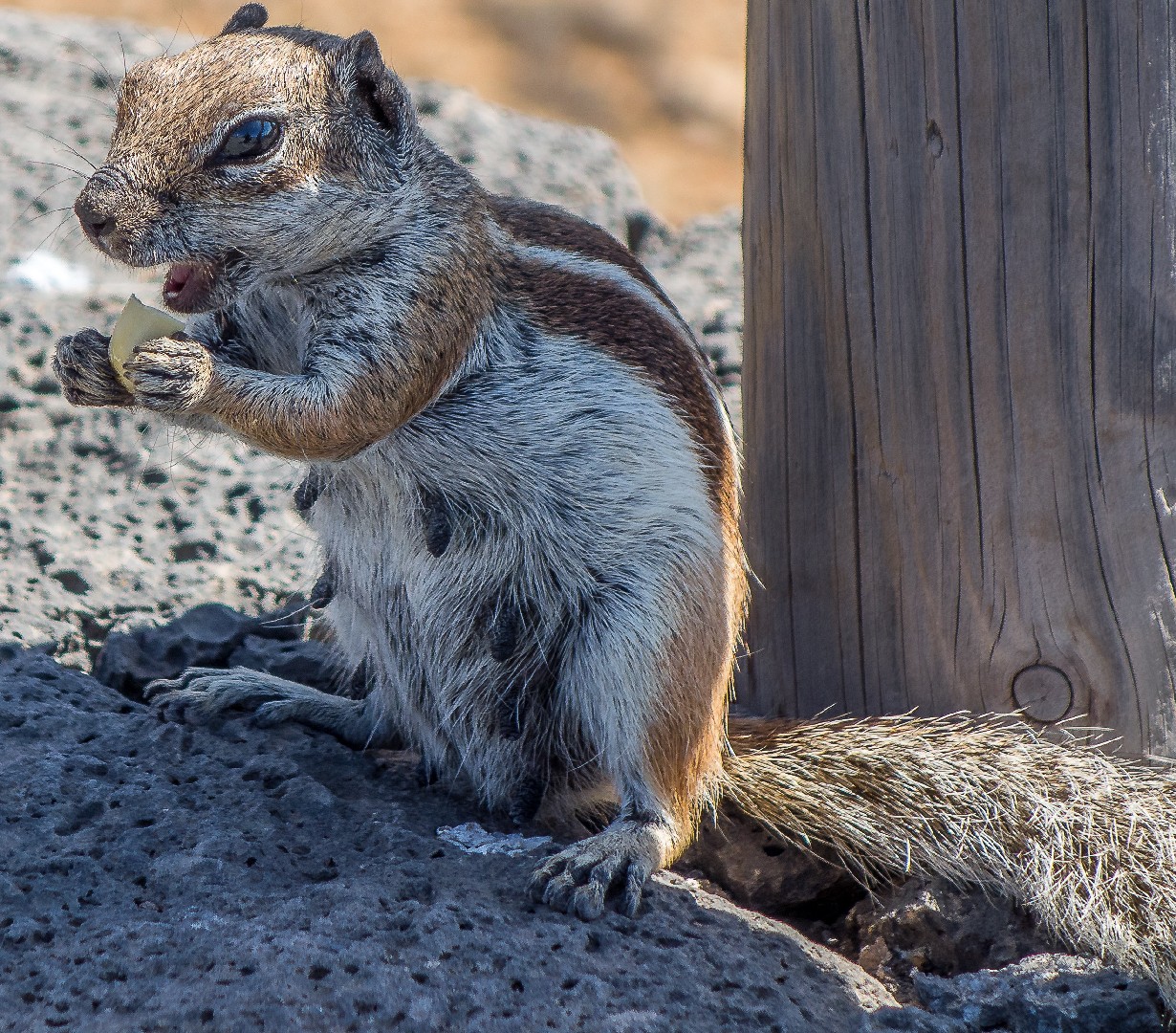 Barbary ground squirrel (Atlantoxerus)