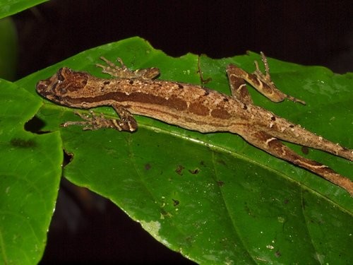 Anolis trachyderma (Anolis trachyderma)