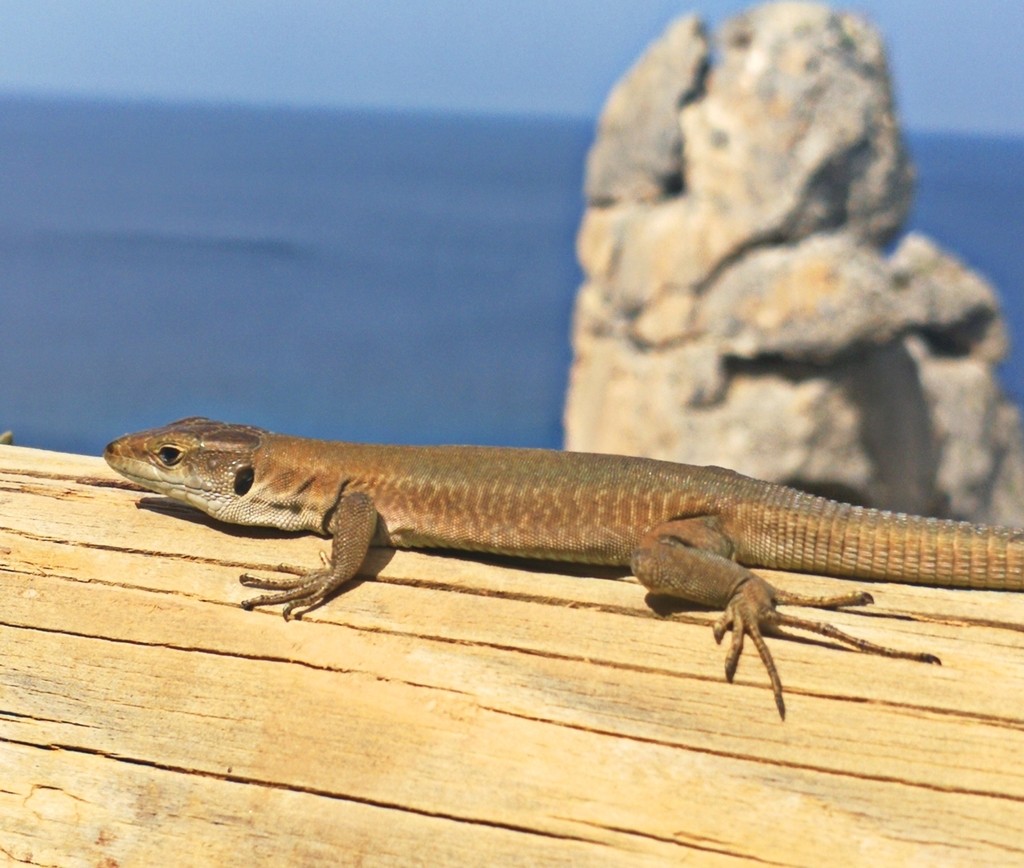 Podarcis siculus tyrrhenicus (Podarcis siculus tyrrhenicus)