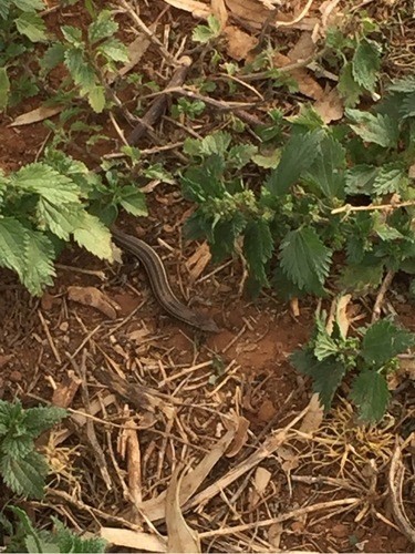 Straight-browed ctenotus (Ctenotus spaldingi)
