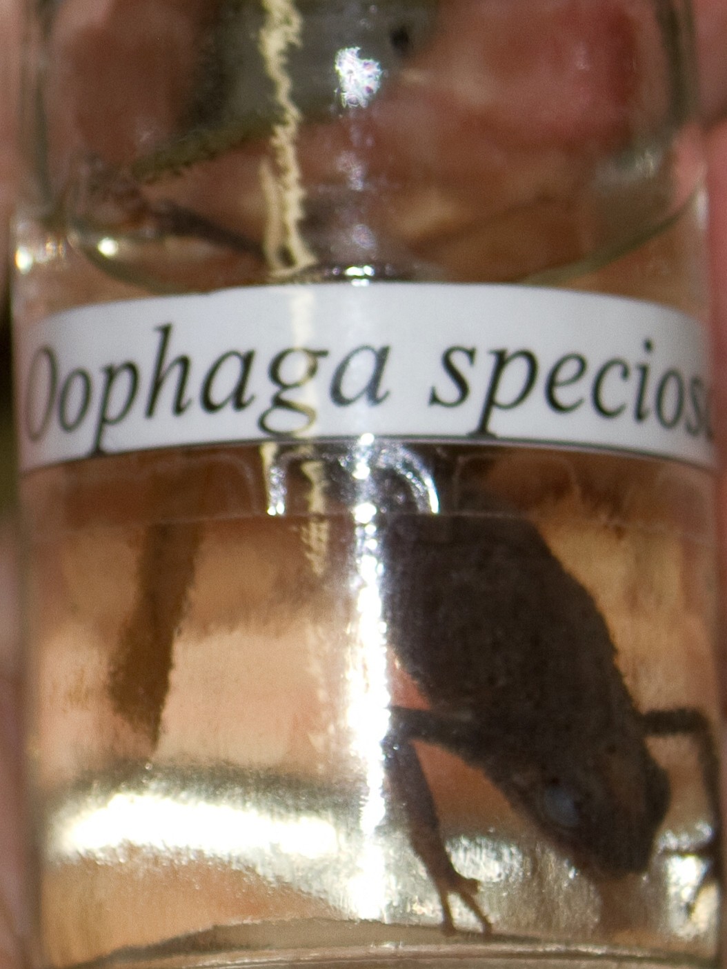 Oophaga (Oophaga)