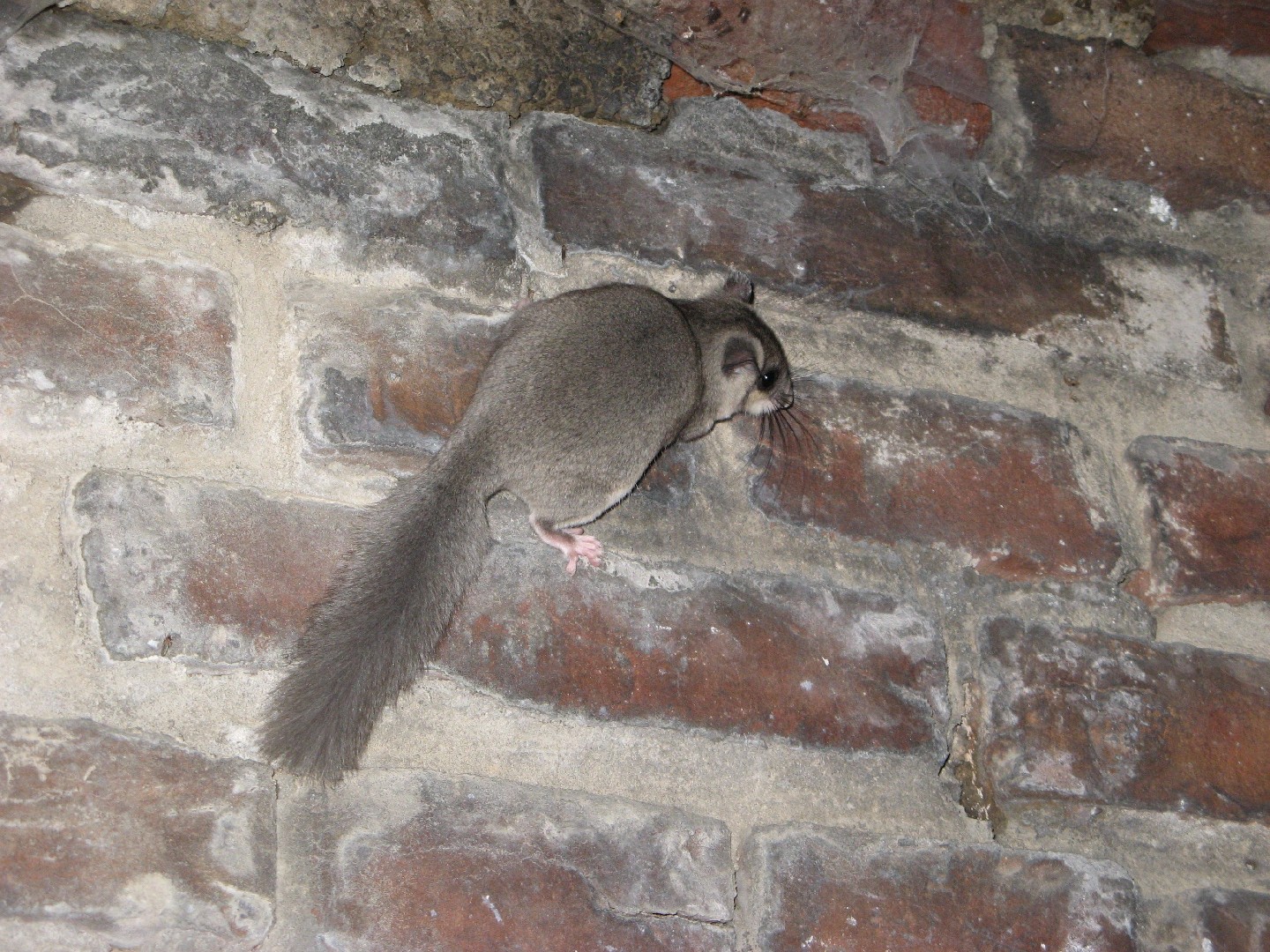 Old world flying squirrels (Pteromys)