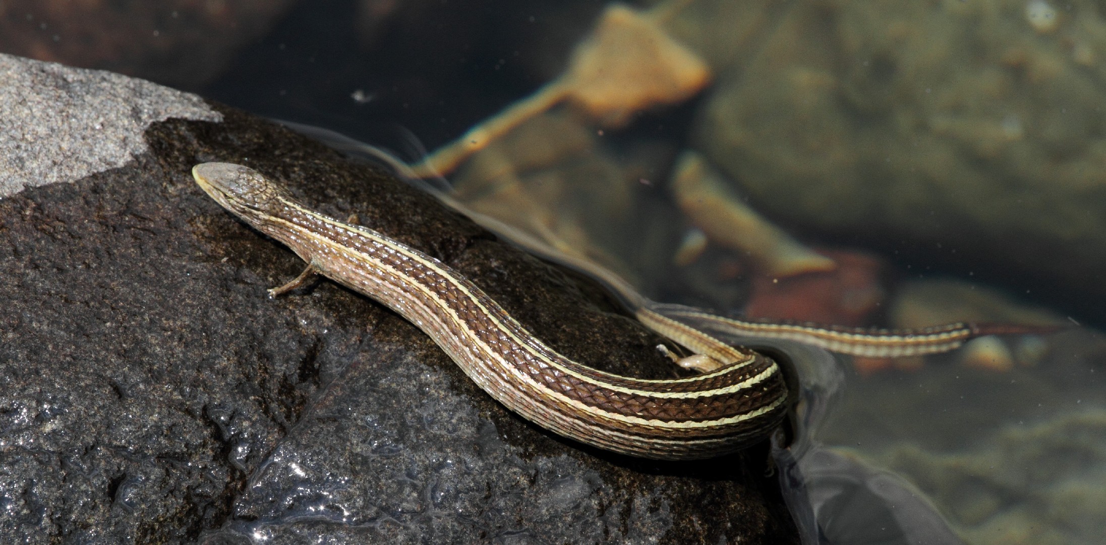 Snake lizards (Chamaesaura)