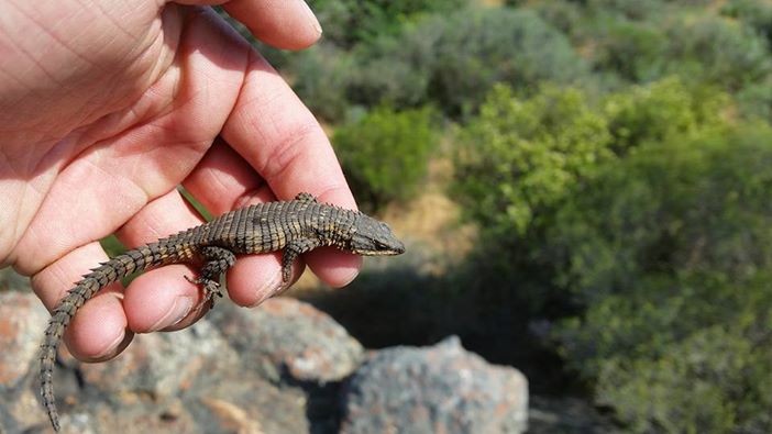 Cordylus (Cordylus)