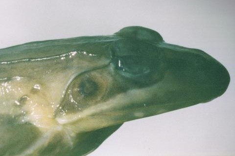 Large-mouthed frogs (Amietia)