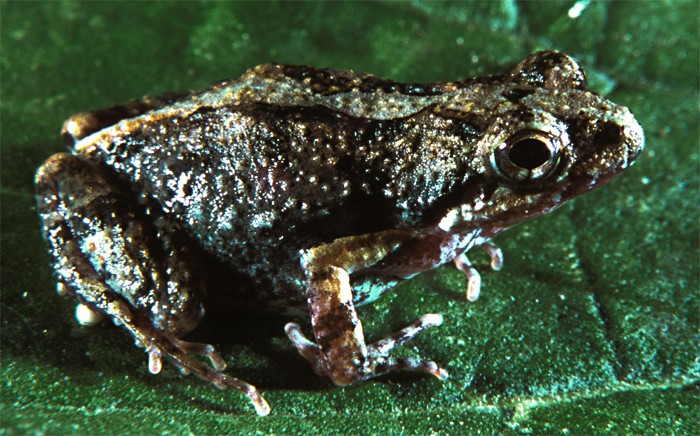Foam frogs (Engystomops)