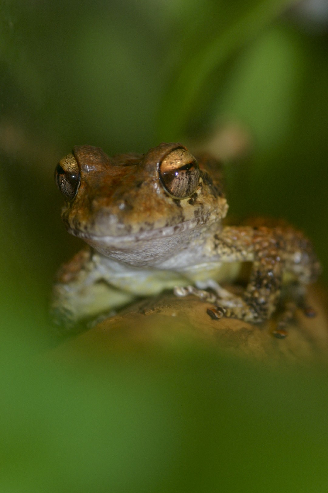 Northern rainfrogs (Craugastor)