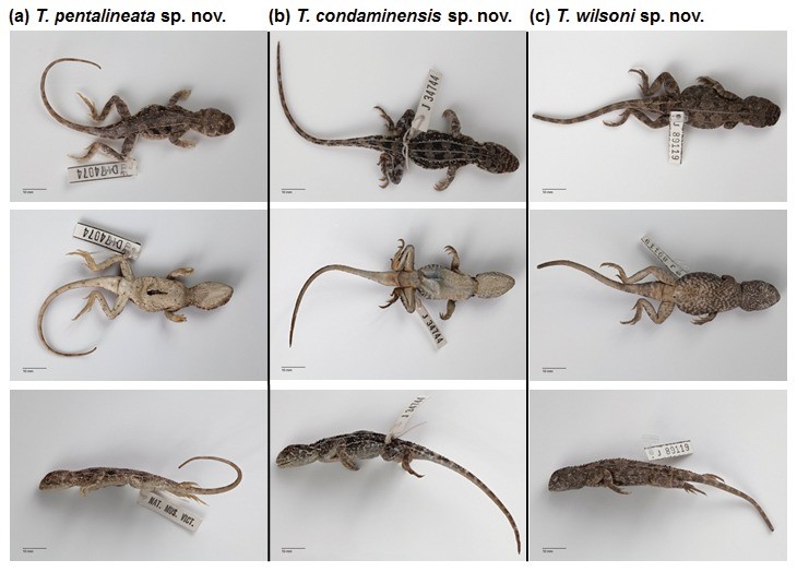 Earless dragons (Tympanocryptis)