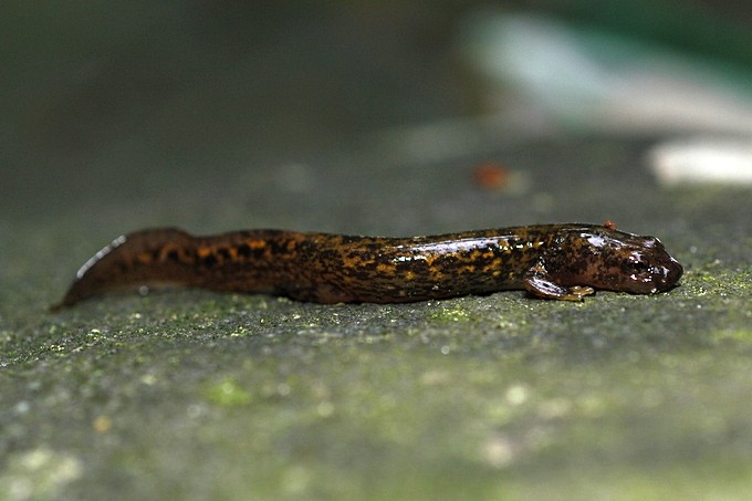 ハコネサンショウウオ属 (Onychodactylus)