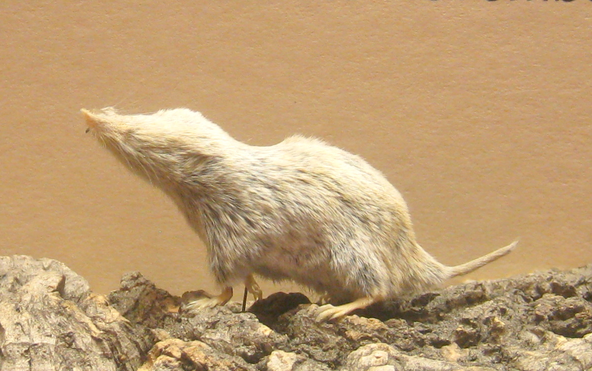 Small-eared shrews (Cryptotis)