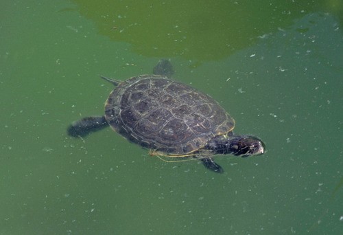 Buchstaben-schmuckschildkröten (Trachemys)