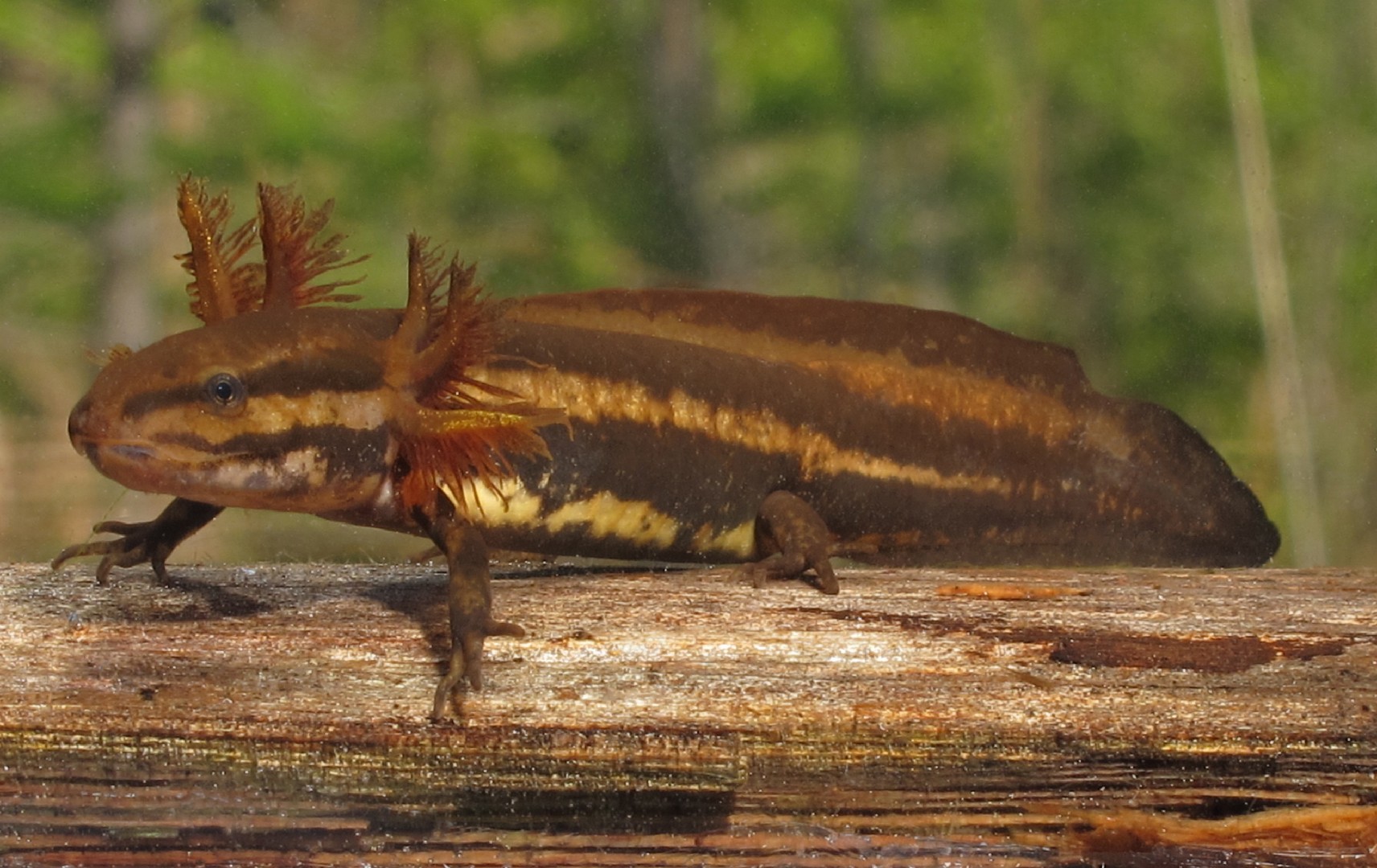 Salamandra de florida (Ambystoma cingulatum)