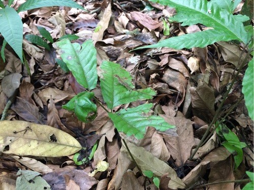 Tropical anole (Anolis tropidogaster)