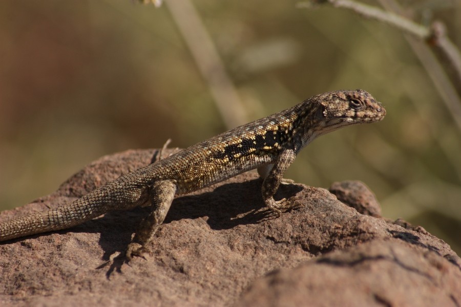 Peak tree iguana (Liolaemus monticola)