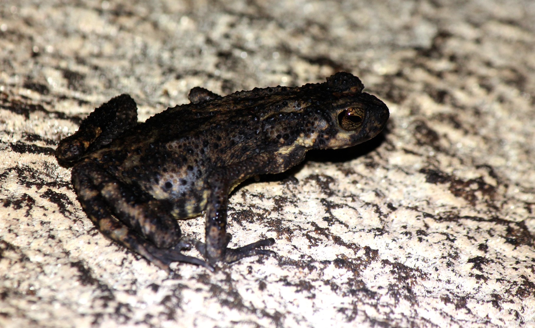 Sri lankan dwarf frogs (Adenomus)