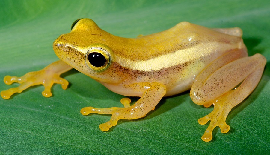 Foam-nest frogs (Chiromantis)