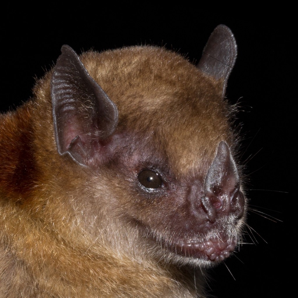 Yellow-shouldered bats (Sturnira)