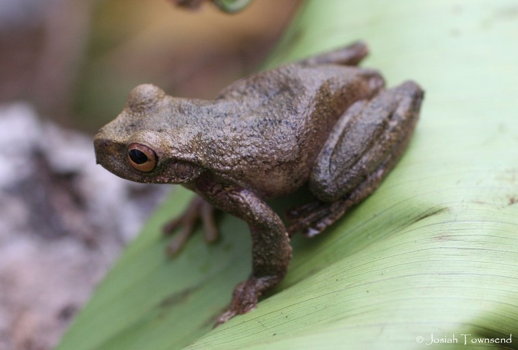 Mountain stream frogs (Ptychohyla)