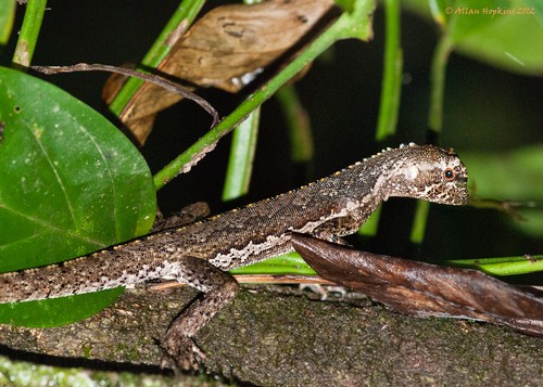 Mophead iguana (Uranoscodon)
