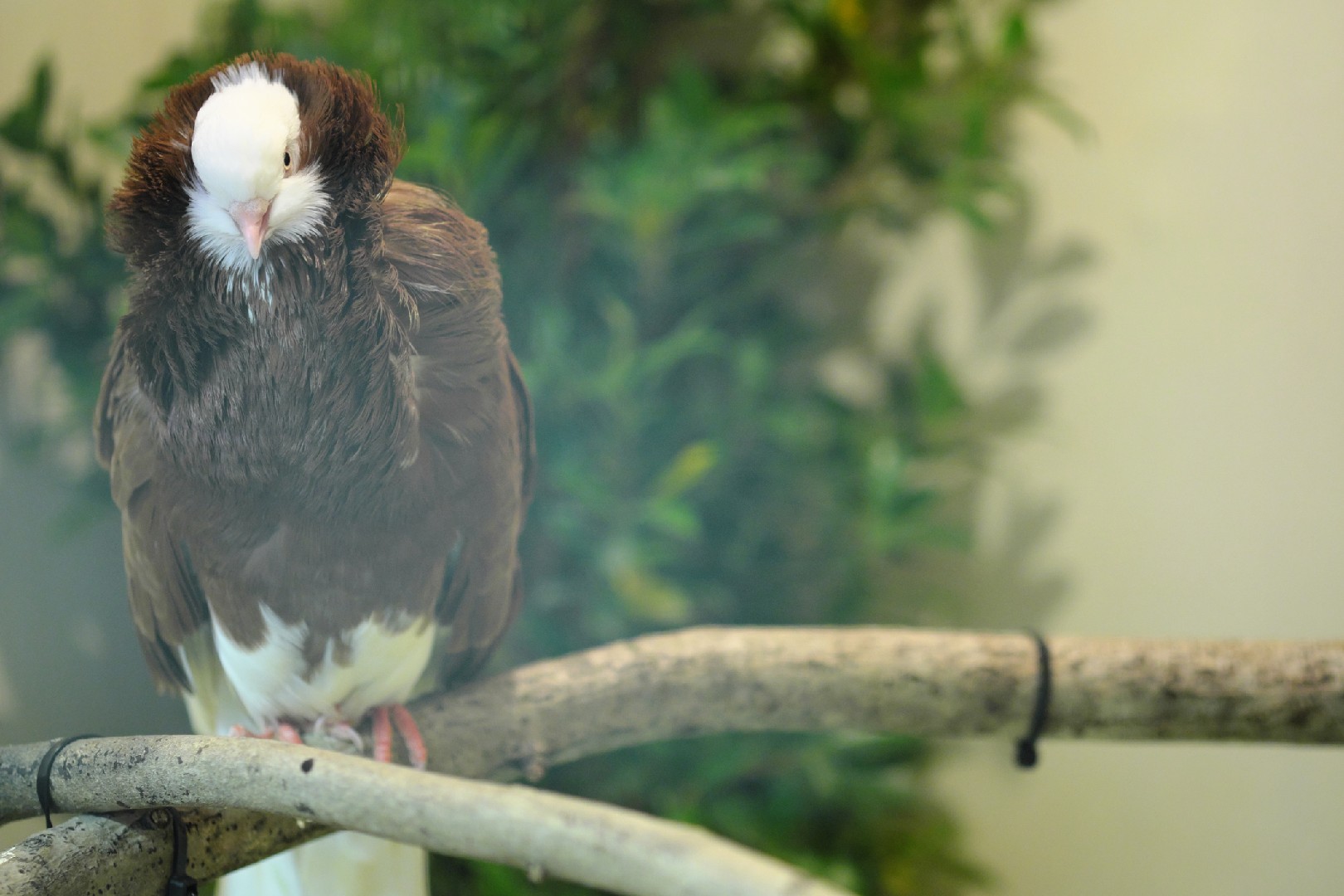 English Fantail pigeon (Columba livia domesticus 'English Fantail')