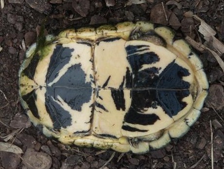 Scharnierschildkröten (Cuora)