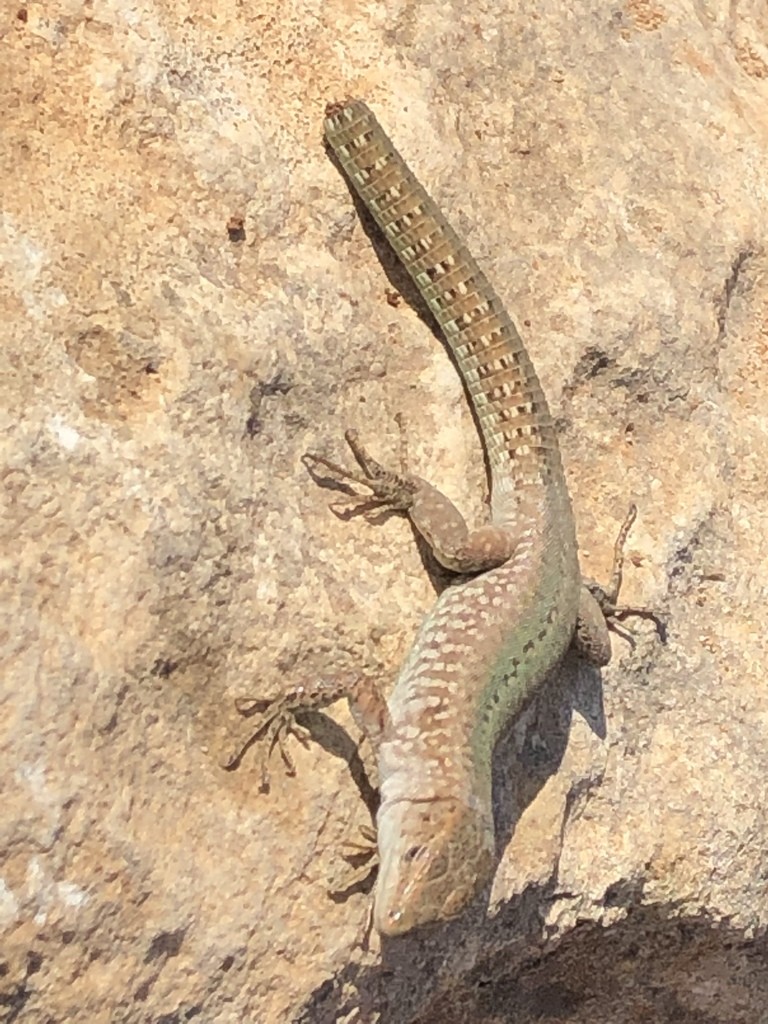 Podarcis filfolensis maltensis (Podarcis filfolensis maltensis)