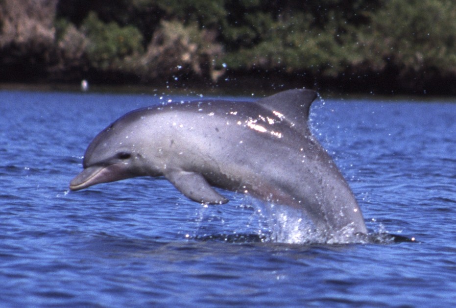 Delfin mular (Tursiops)
