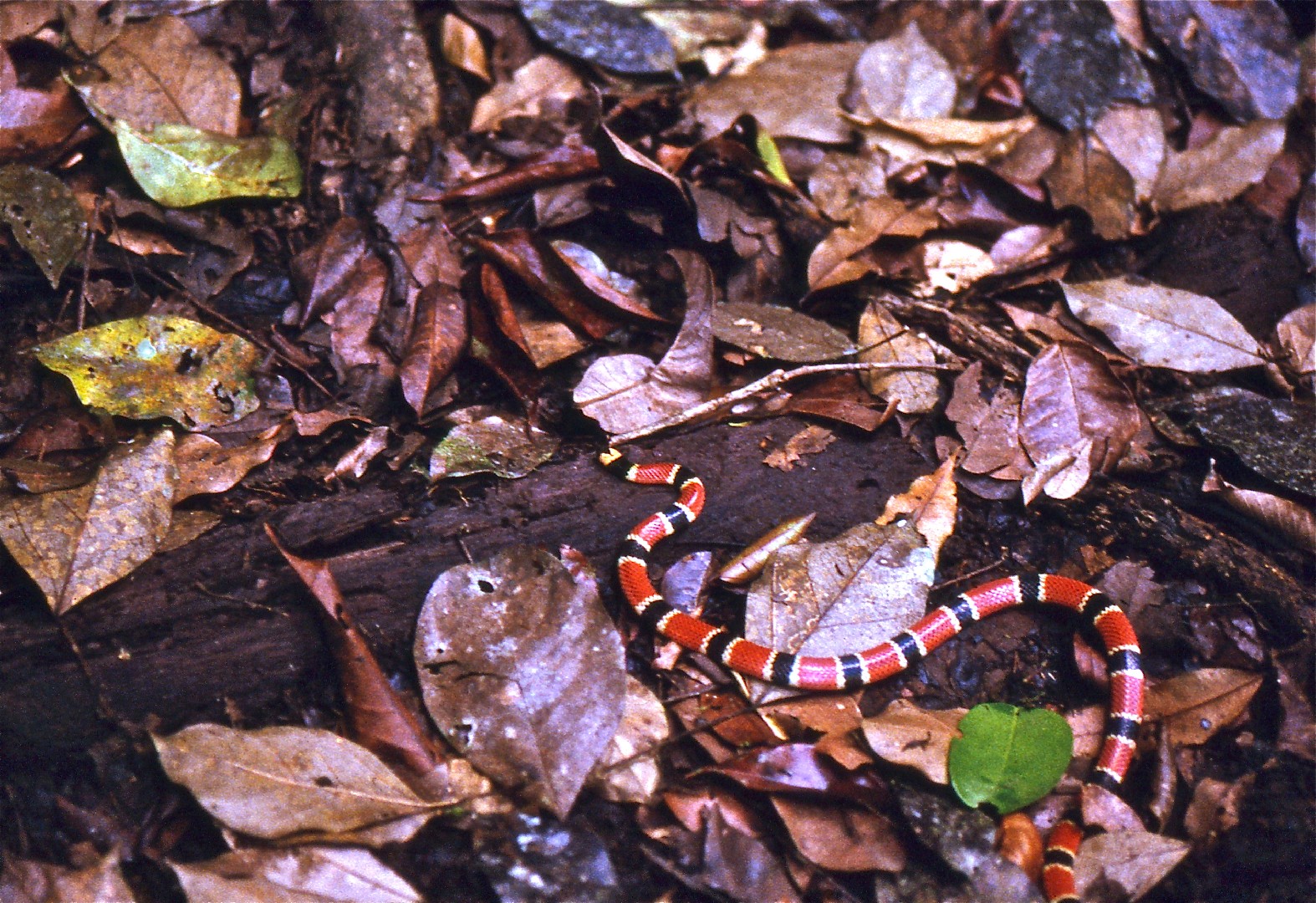 Allen's coral snake (Micrurus alleni)