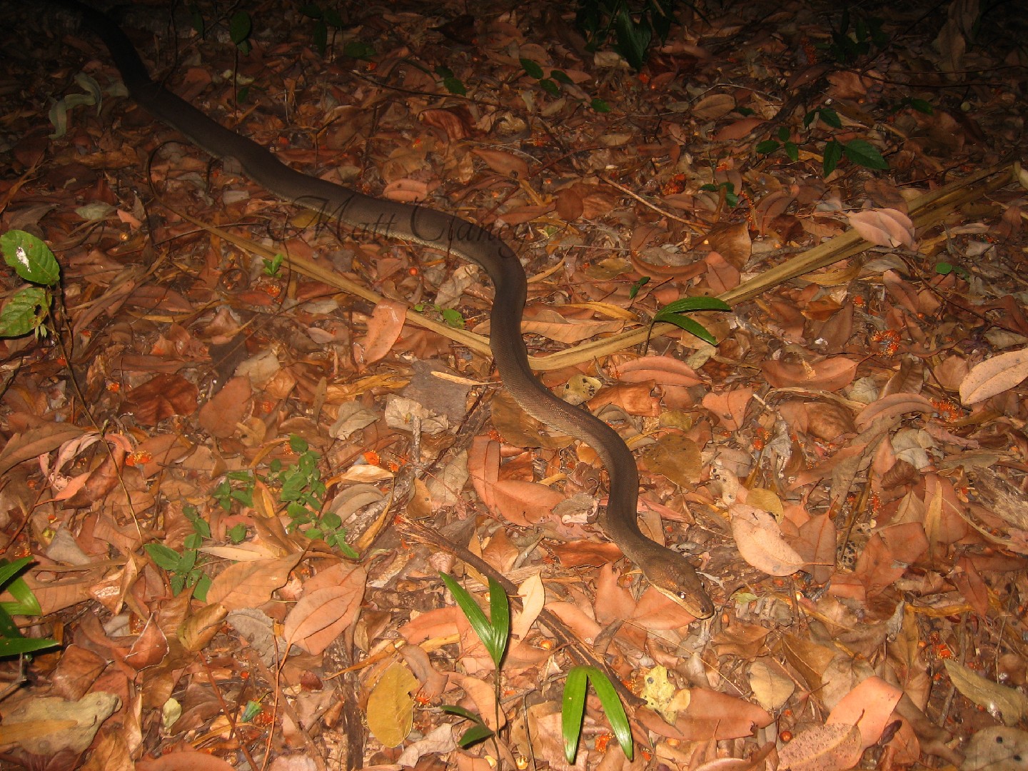 Olivfarbener python (Liasis olivaceus)