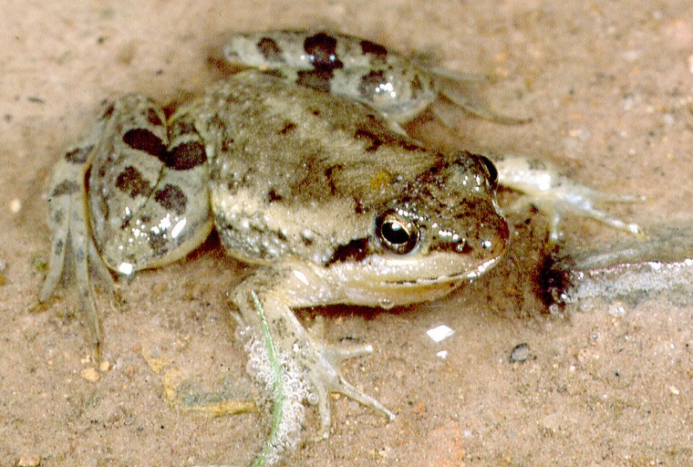 Puddle frogs (Phrynobatrachus)