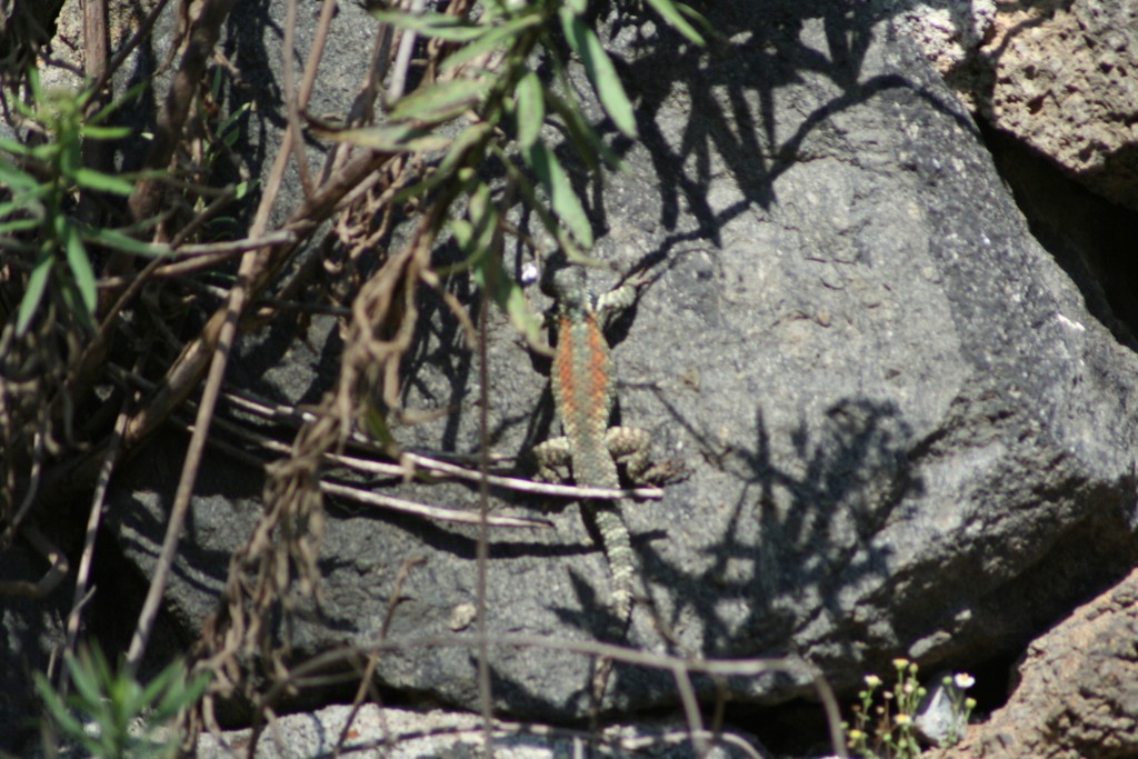 Sceloporus torquatus melanogaster (Sceloporus torquatus melanogaster)