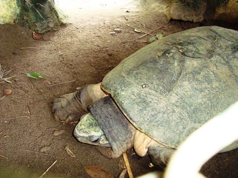 Southeast asian softshell turtle (Amyda cartilaginea)