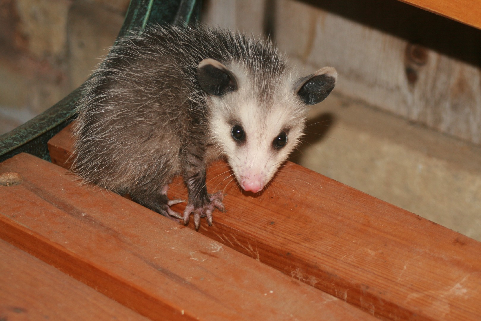 Large american opossums (Didelphis)
