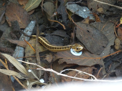 Culebra listonada de montaña cola larga (Thamnophis scalaris)