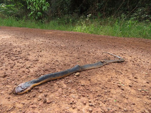 Blind ground snake (Xenodon)