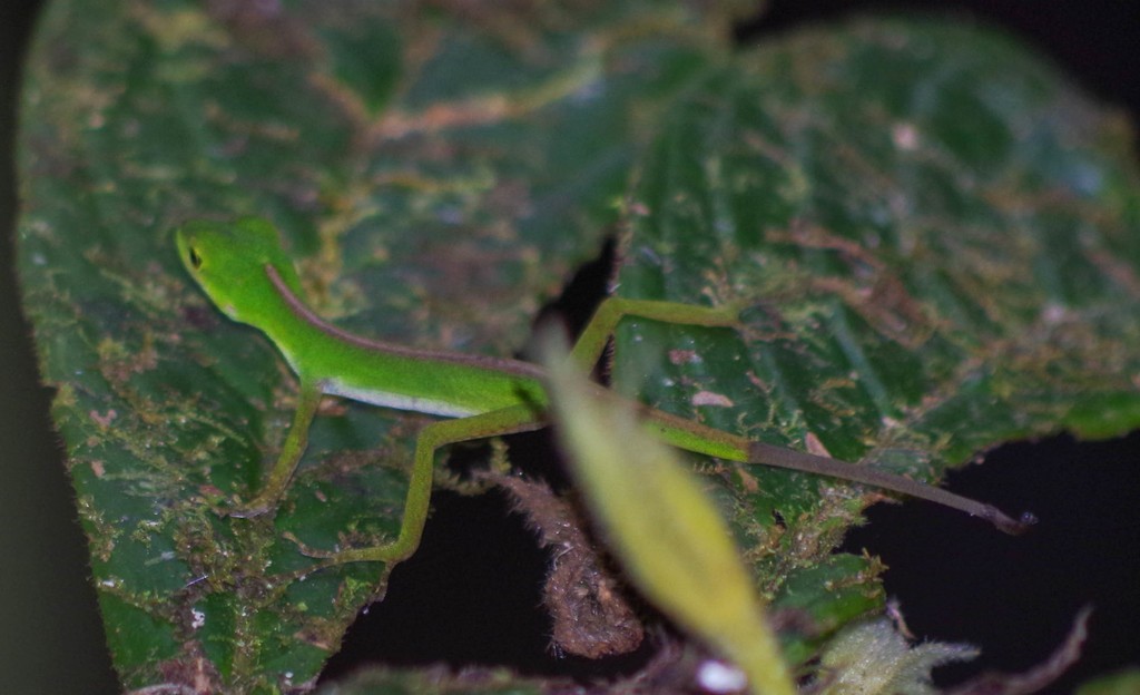 Gem anole (Anolis gemmosus)