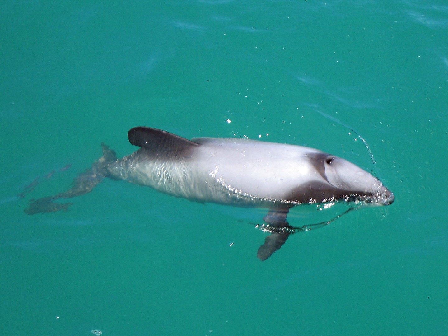 Schwarz-weiß-delfine (Cephalorhynchus)