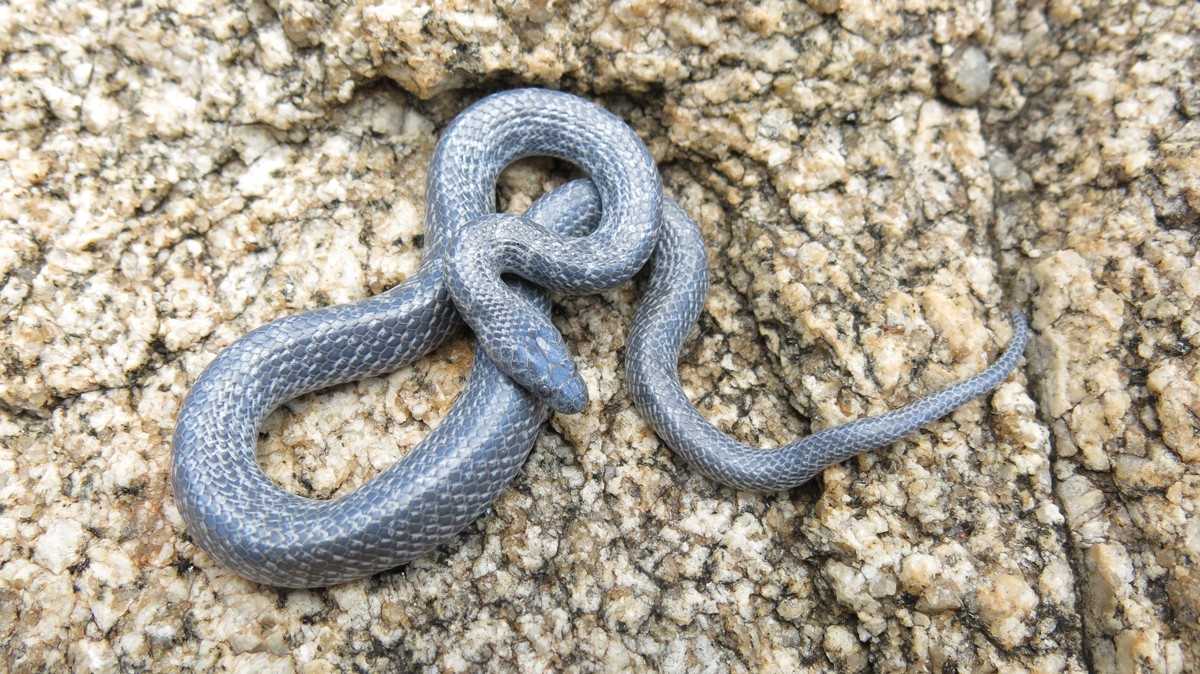 Cape wolf snake (Lycophidion)