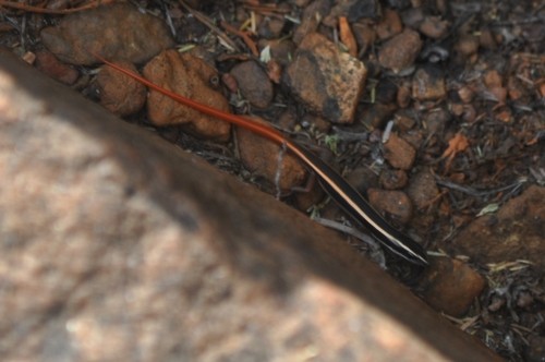 Morethia skinks (Morethia)
