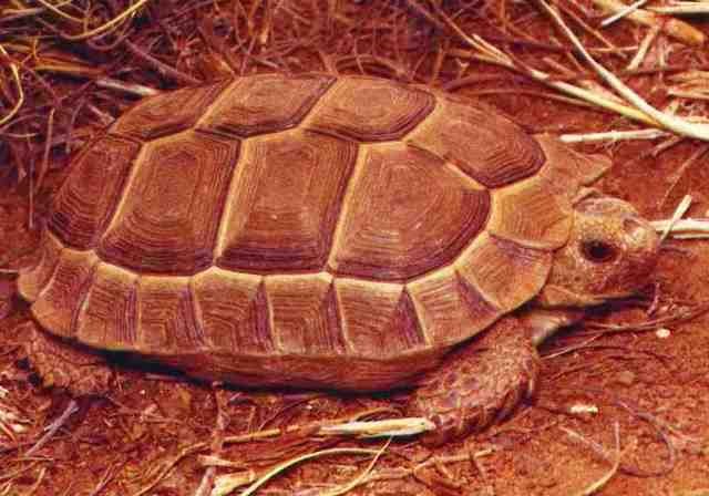 Flachschildkröten (Homopus)